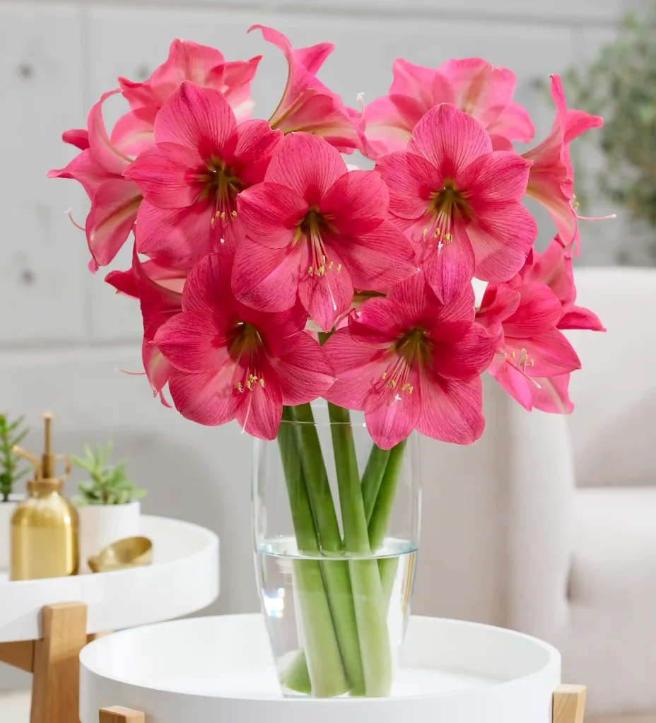 Grandiosa Pretty in Pink - Park Amaryllis