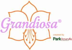Grandiosa Park Amaryllis logo