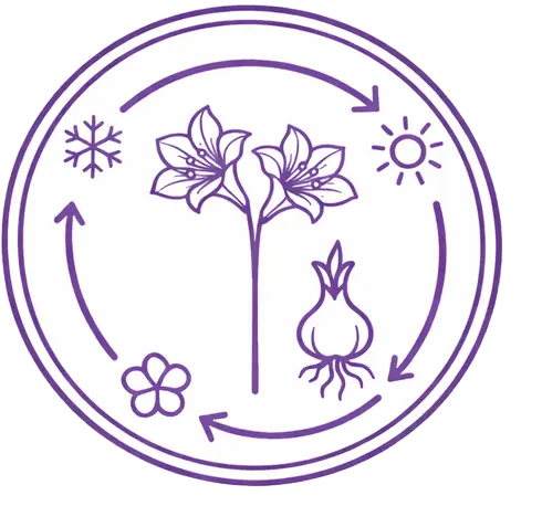 icon Grandiosa Park Amaryllis